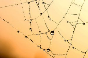 Droplets of different sizes (on a spider web) connected to each other - a metaphor for Bayesian belief networks