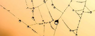 Droplets of different sizes (on a spider web) connected to each other - a metaphor for Bayesian belief networks