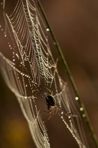 A spider building a web, outdoors.