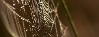 A spider building a web, outdoors.