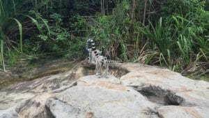 A family of Malagasy lemurs crossing a small river