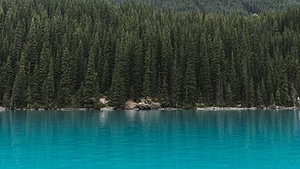 A large number of pine trees with different heights, with a lake in the foreground